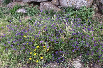 Fiori spontanei