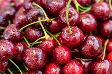 Fresh organic cherries macro view. Beautiful summer cherry wallpaper.
