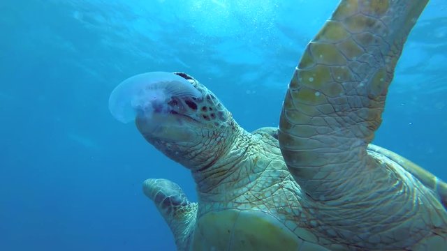 Portrait Of Sea Turtle Eating Jellyfish Swimming Under The Surface Of Blue Water On A Sunny Day. Green Sea Turtle - Chelonia Mydas, Close Up, Low-angle Shot, Underwater Shots, 4K - 60 Fps 