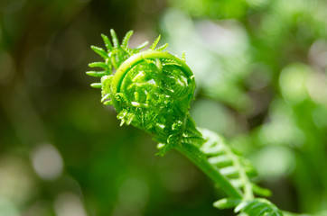 Fototapeta na wymiar Closeup of young fern in the sun