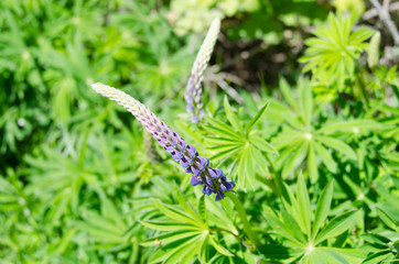 Purple lupine flowers in the sun