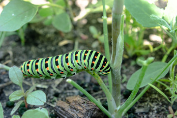 Green caterpillar on the grass.
