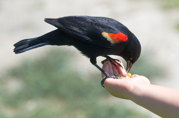 Red-winged blackbird sitting on child's hand, eating birdseed