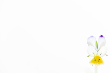 Wild Viola tricolor on white background