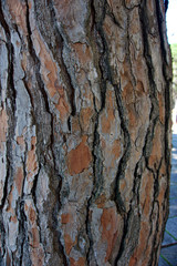 bark of a tree