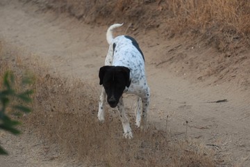 Happy adult english pointed walking dog 