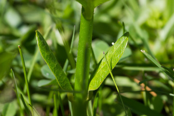 Monarch Butterfly egg on a common milkweed plant
