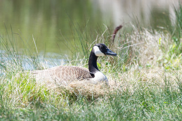 Canada goose sitting on nest