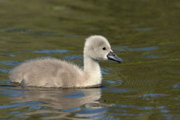 Young Mute swan