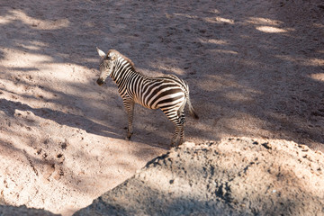 Fototapeta na wymiar Beautiful African zebra