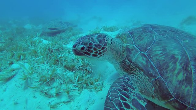 Two sea turtles feeds on the seabed covered with green sea grass. Green Sea Turtle - Chelonia mydas, Underwater shots, 4K - 60 fps 