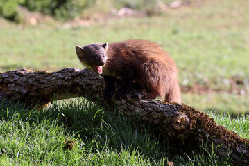 Male of Pine marten, Martes martes