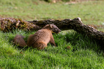 Male of Pine marten, Martes martes