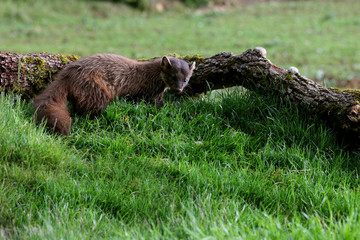 Male of Pine marten, Martes martes