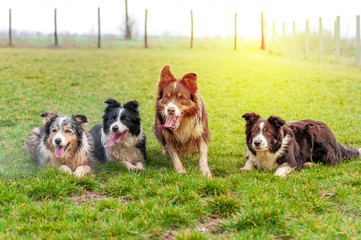 A group of border collie lying on the field