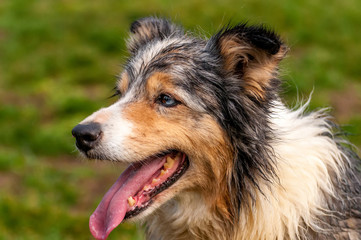 Portrait of a border collie dog