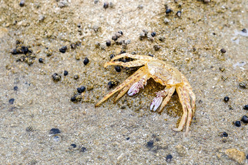 Small crab on the sand close up
