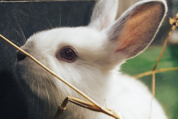 Beautiful young white rabbit on a straw, hay, background.