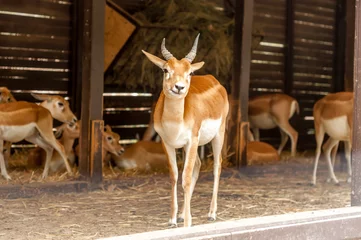 Wall murals Antelope Portrait of a blackbuck antilope in a zoo while yawning