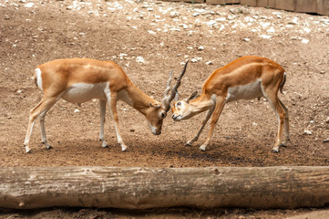 View on two male blackbuck antilope fighting