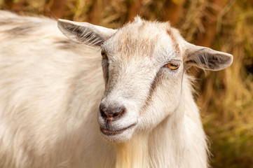 Portrait of a goat in a zoo