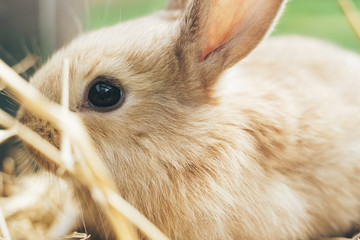 Beautiful young brown rabbit on a straw, hay, background.