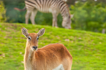 Portrait of a southern lechwe in a zoo