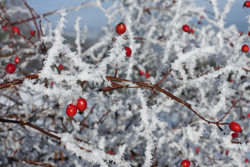 Frozen rose hips covered by  snow