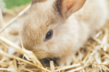 Beautiful young brown rabbit on a straw, hay, background.