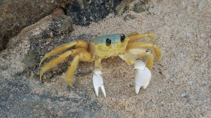 Atlantic ghost crab (Ocypode quadrata) in the sand. Known in Brazil as 'maria-farinha'.