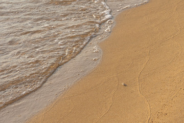Tiny baby crab on the golden sand beach