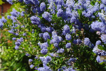 Obraz premium blue flowers in garden