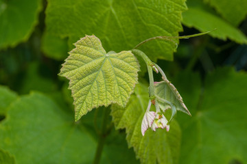 New spring growth on a raspberry plant growing in a vegetable garden in north east Italy