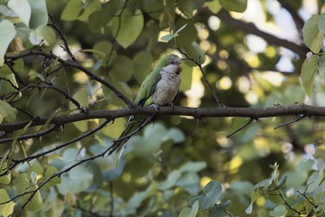 Monk parakeet, Myiopsitta monachus, in a tree