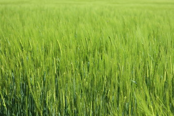 Green wheat field during summer vacation at the farm