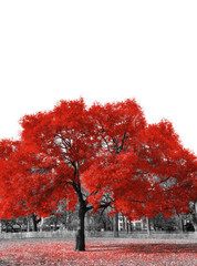 Big red tree in black and white landscape