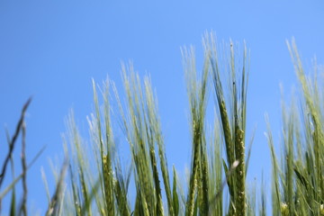 wheat in the cornfield weighs in the summer breeze