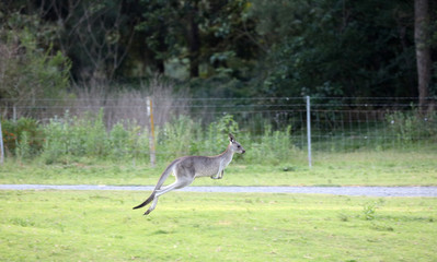 Känguru beim Fressen in Australien