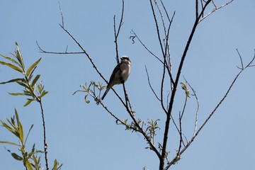 Red-backed shrike, Lanius collurio, in a tree