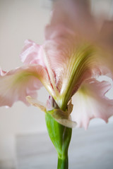 creative perspective pink flower iris