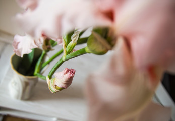 delicate pink iris flower in apartment interior