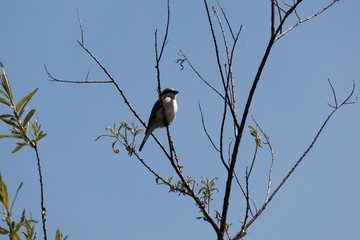 Red-backed shrike, Lanius collurio, in a tree
