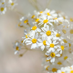 Fototapeta premium Flora of Gran Canaria - flowering Tanacetum ptarmiciflorum
