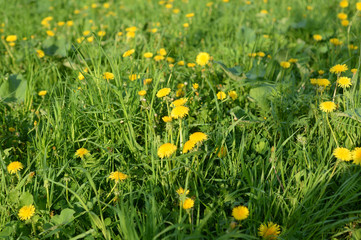 Lawn with yellow dandelions.