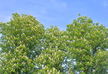 Fototapeta na wymiar Blooming hestnuts trees.
