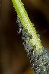 Lots of Aphids on a branch of Elder