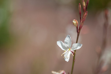 Flora of Gran Canaria - Asphodelus ayardii