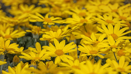 Marguerite, Leucanthemum maximum, hybrid 'Sunshine', pale yellow summer marguerite. Field of ornamental flowers for garden, park. Landscape design concept