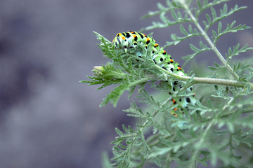 Machaon caterpillar sits on a green stalk.