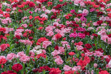 Dianthus caryophyllus, the carnation or clove pink, herbaceous perennial plant. Ornamental flowers for garden, park, landscape design